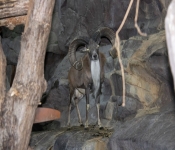 2019 02 21 MNNewZoo 038